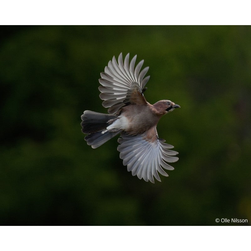 Sony Sony ILCE-1M2 Alpha 1 II · DEALBYTE · vista 3